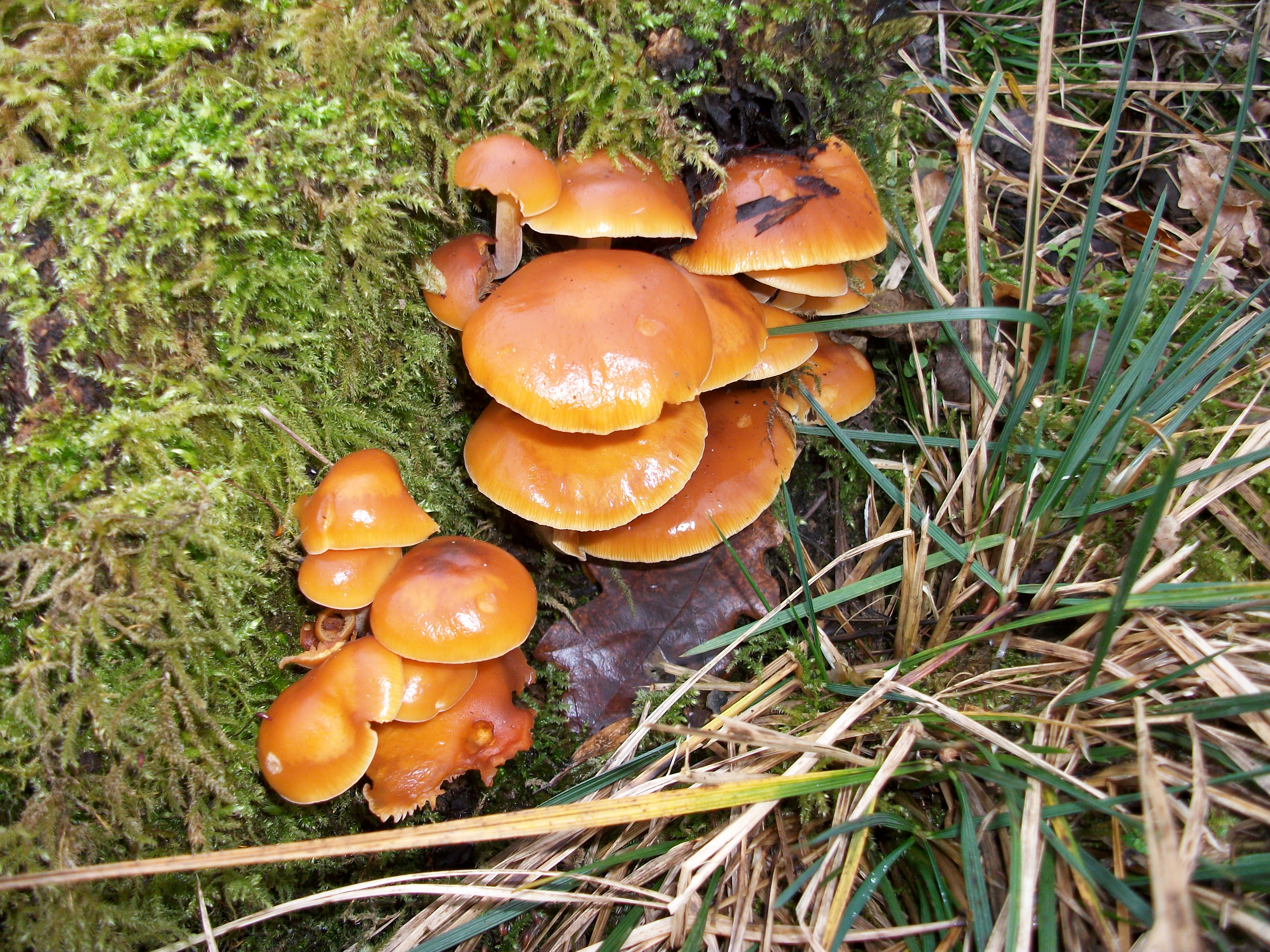 Съедобные подземные грибы