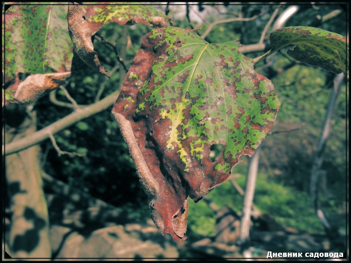 ржавчина на листьях фото