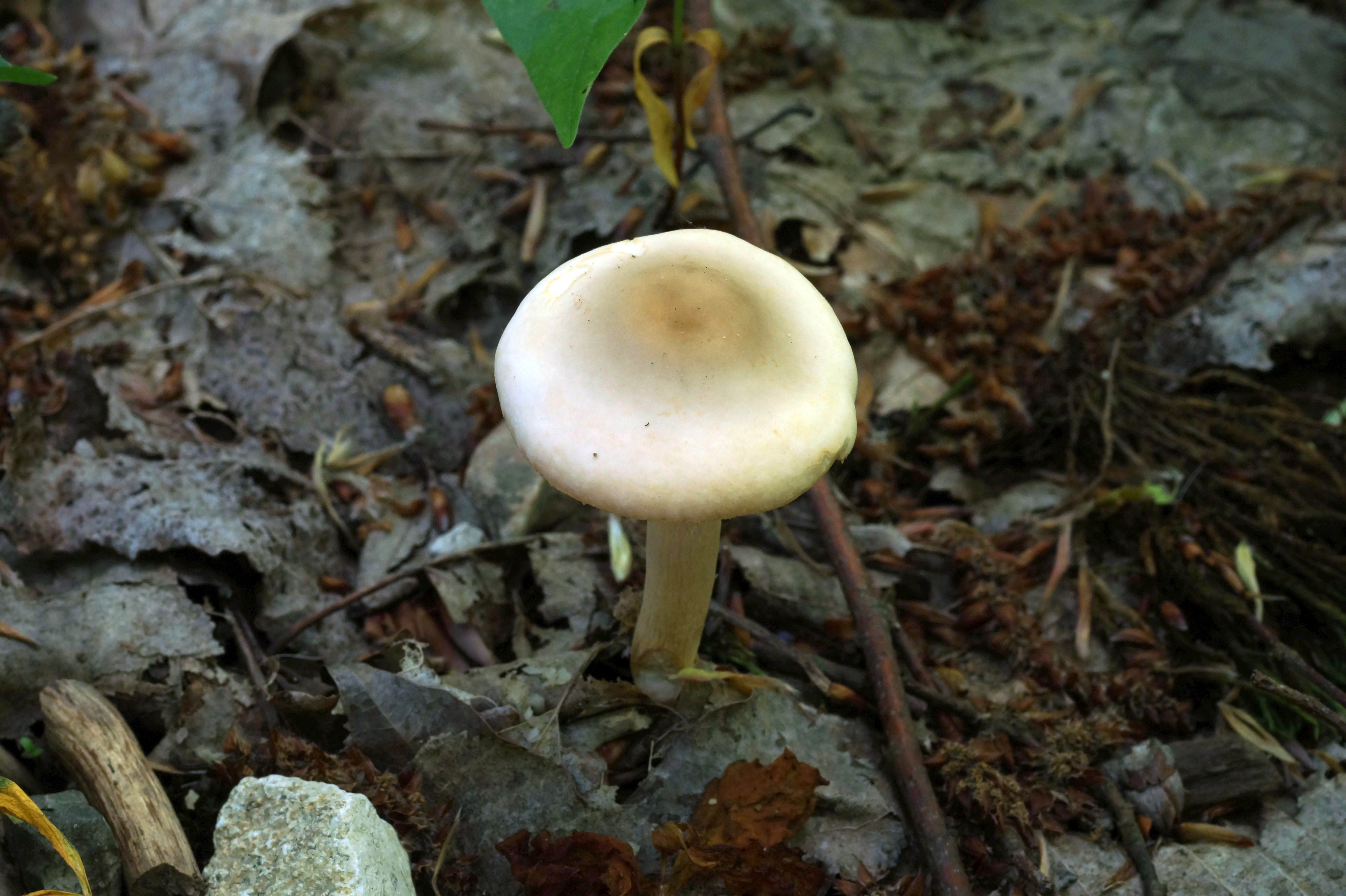 Ядовитые грибы Краснодарского края