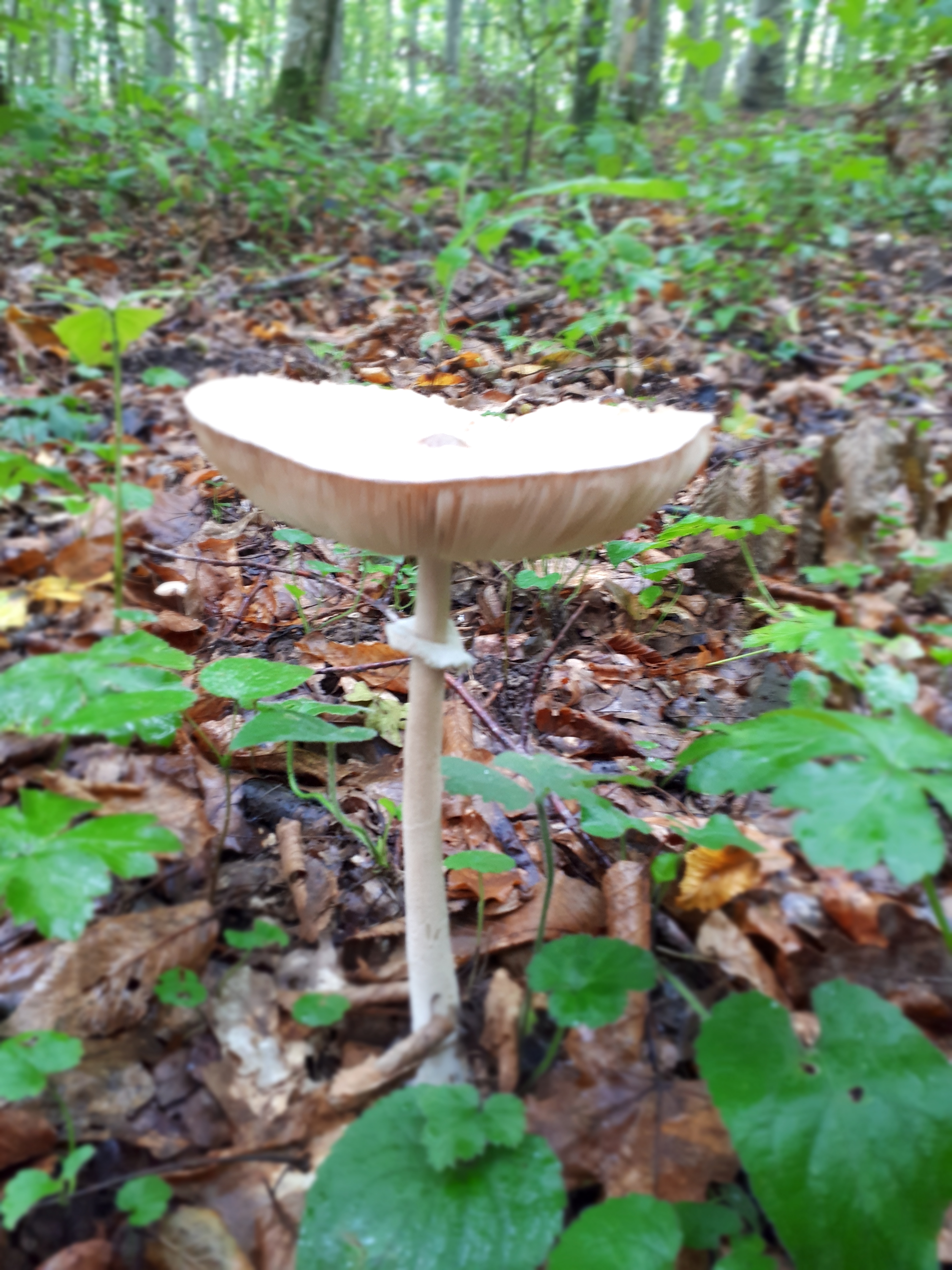Ядовитые грибы Краснодарского