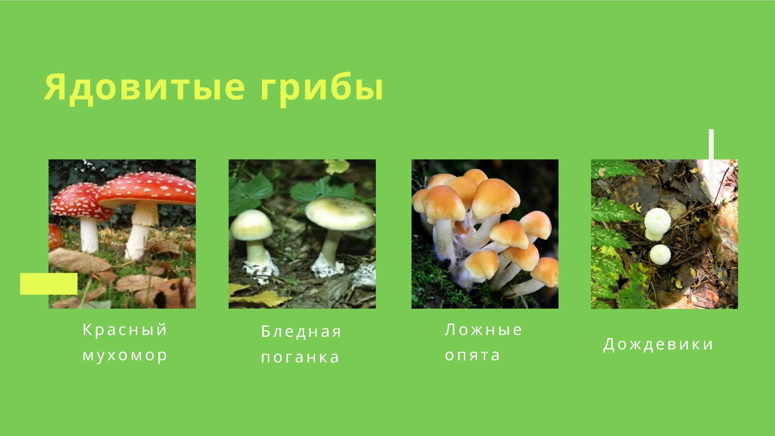 Съедобные и несъедобные грибы Пермского края