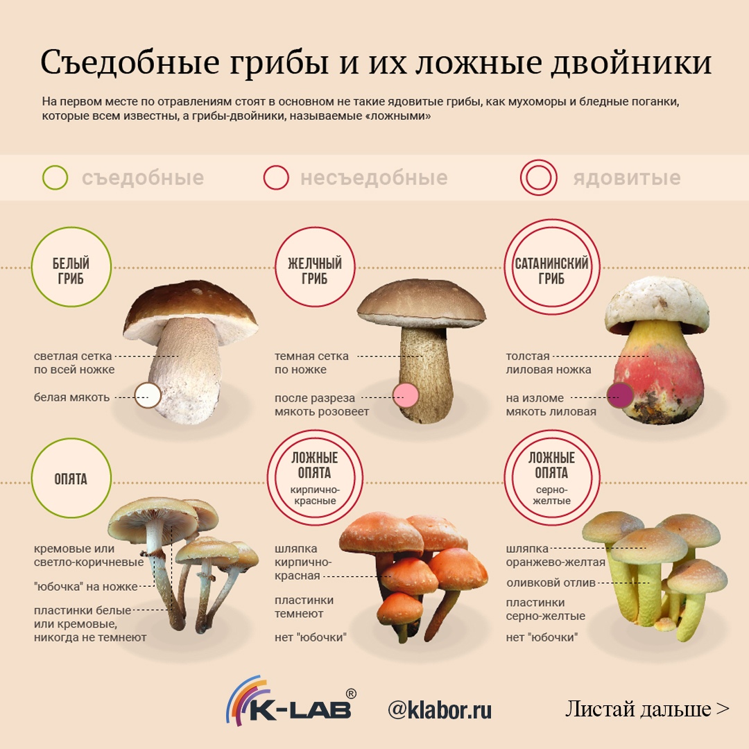 Таблица грибов. Грибы -двойники. Отличие съедобных грибов от несъедобных.. Ядовитые грибы двойники съедобных. Грибы двойники съедобные и несъедобные шампиньоны. Отличаются съедобные грибы от несъедобных.