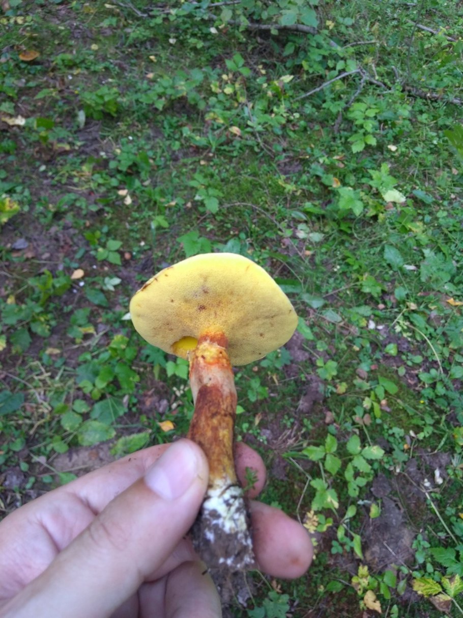 масленок гриб фото ложный