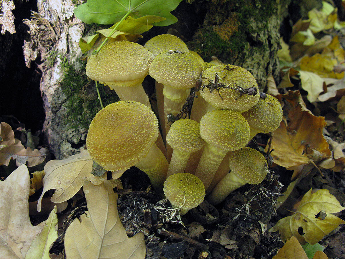 Опёнок осенний медовый (Armillaria mellea)