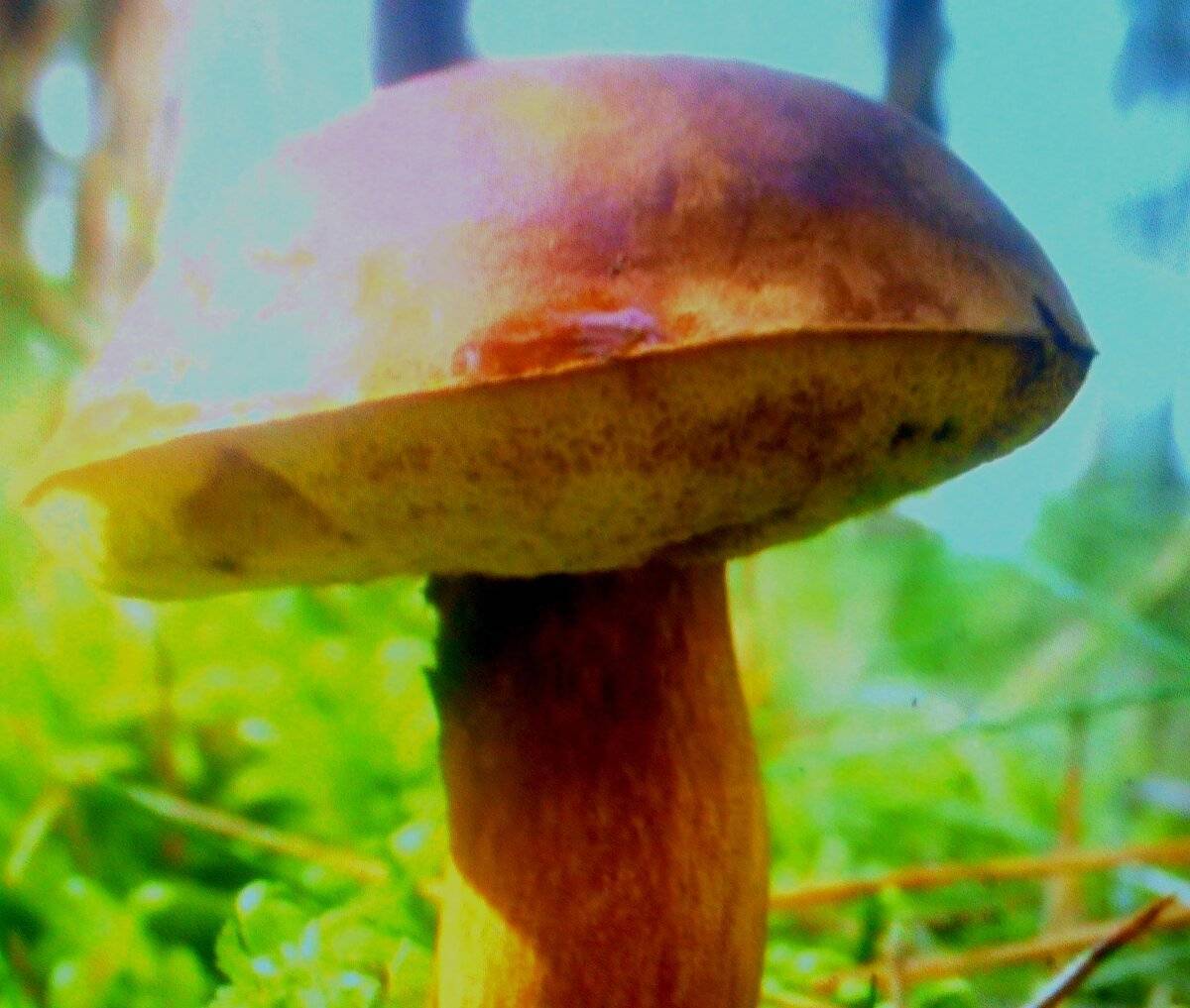Русский гриб