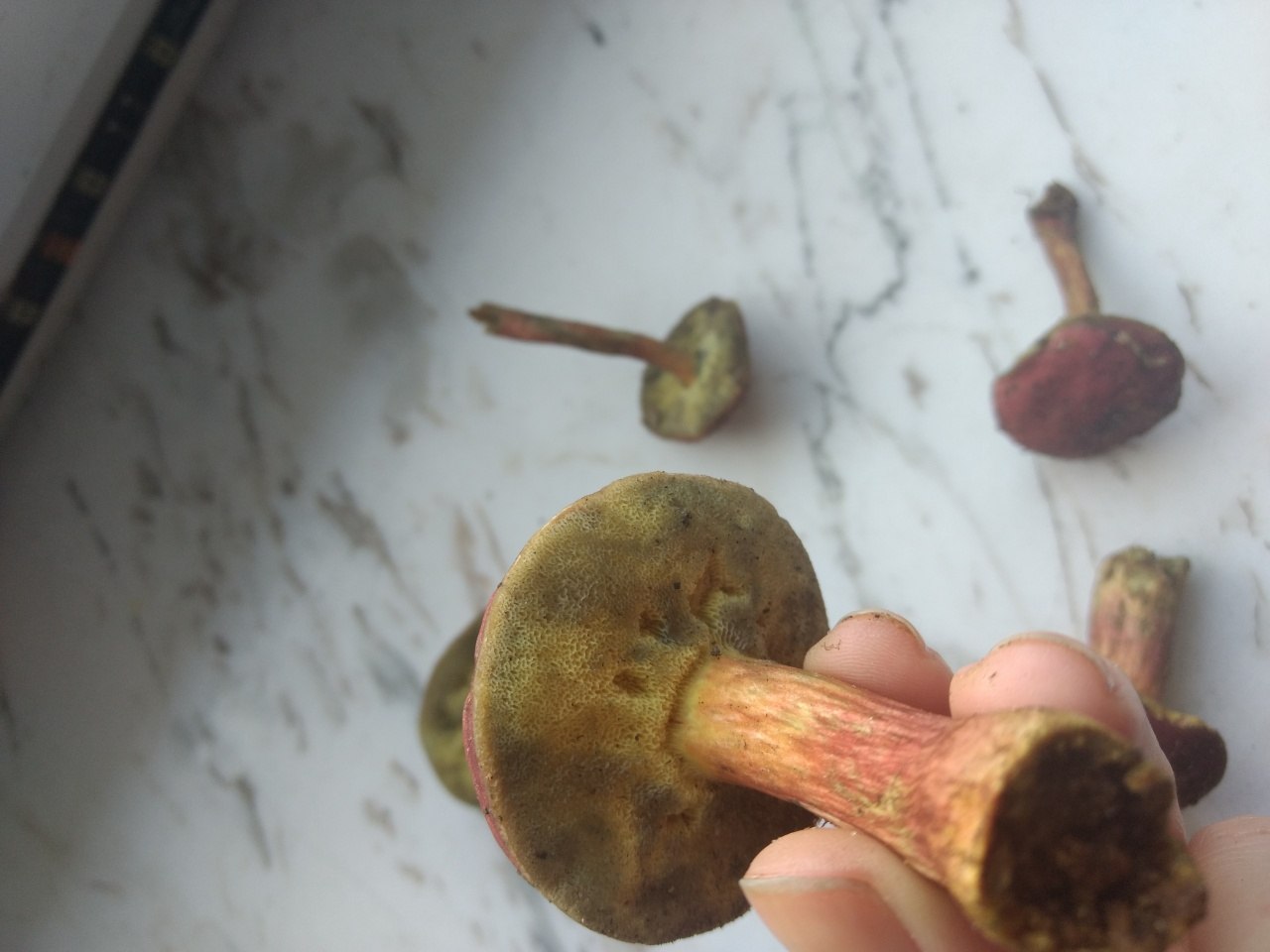Моховики грибы ножка синеет