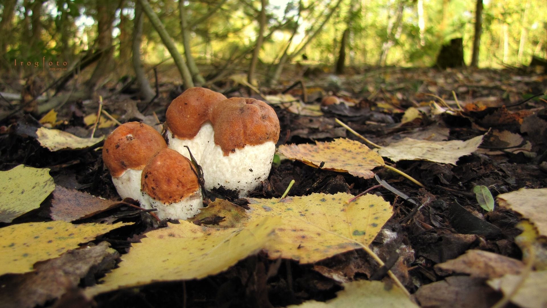 Природа в августе грибы