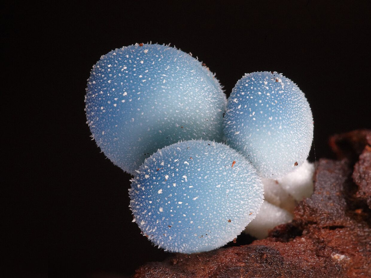 Голубой гриб Лерациомицес
