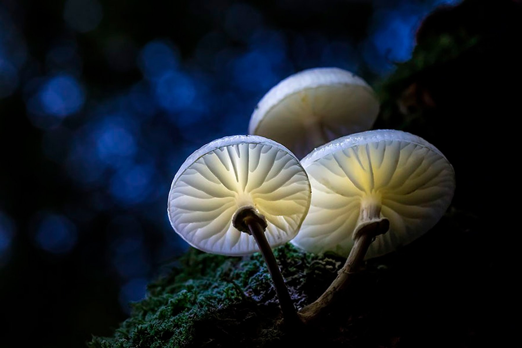 Грибы Кампанелла необычные грибы