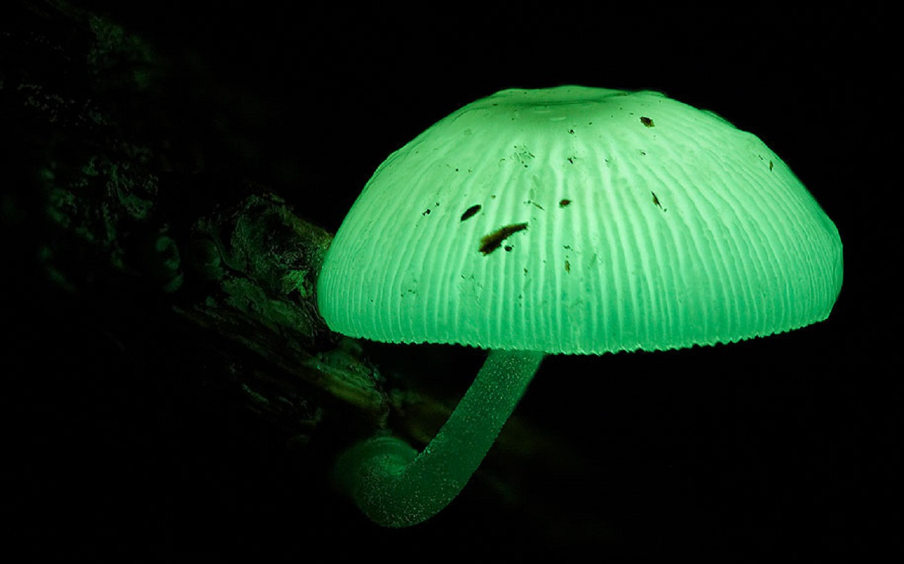 Биолюминесцентный гриб Mycena chlorophos