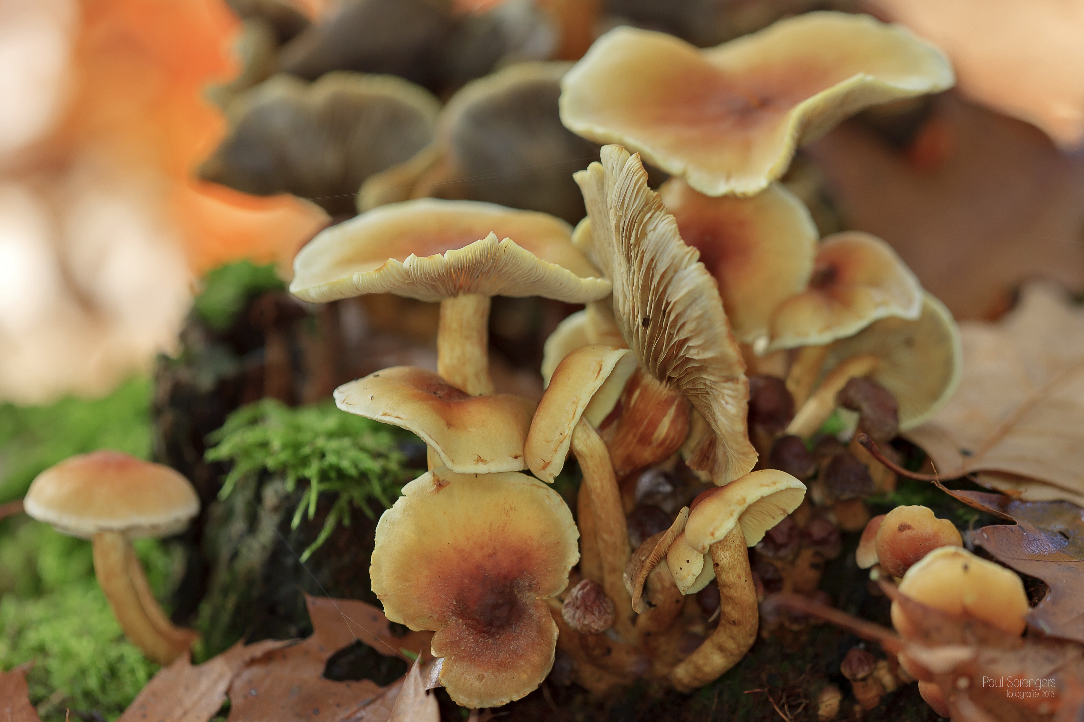 Осенние грибы съедобные фото
