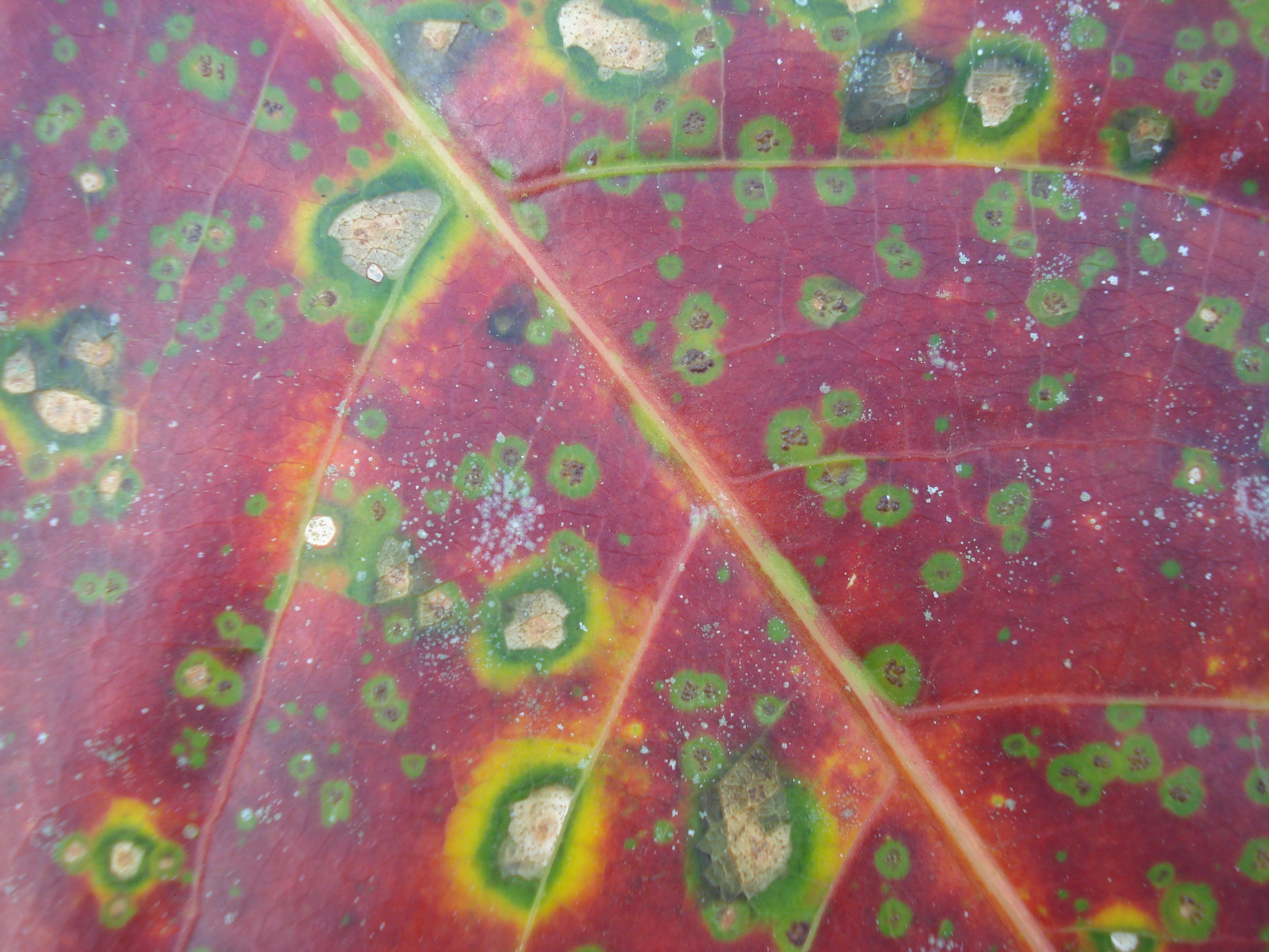 Микро грибок на листьях