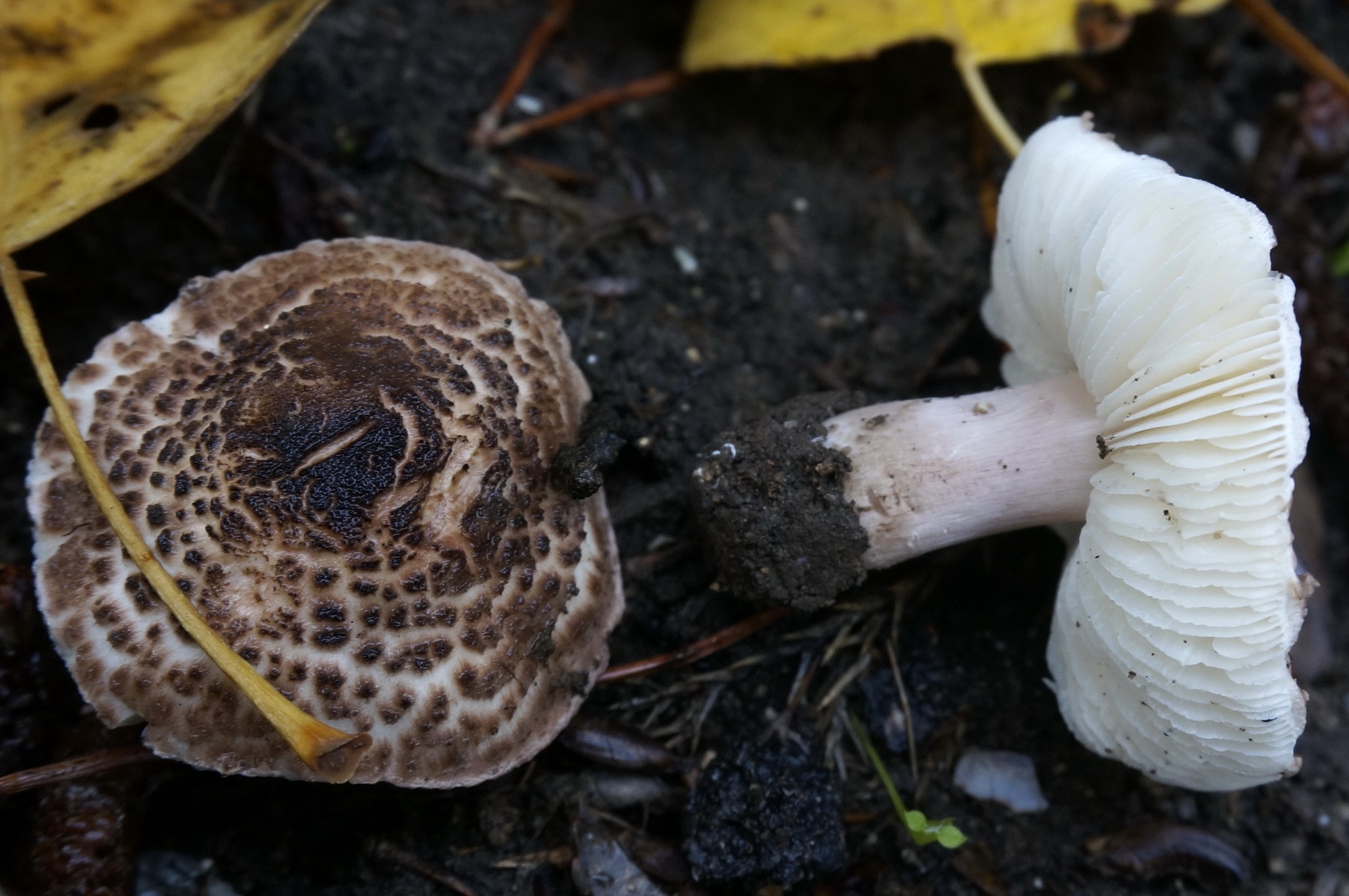 Ядовитые полевые грибы Крыма