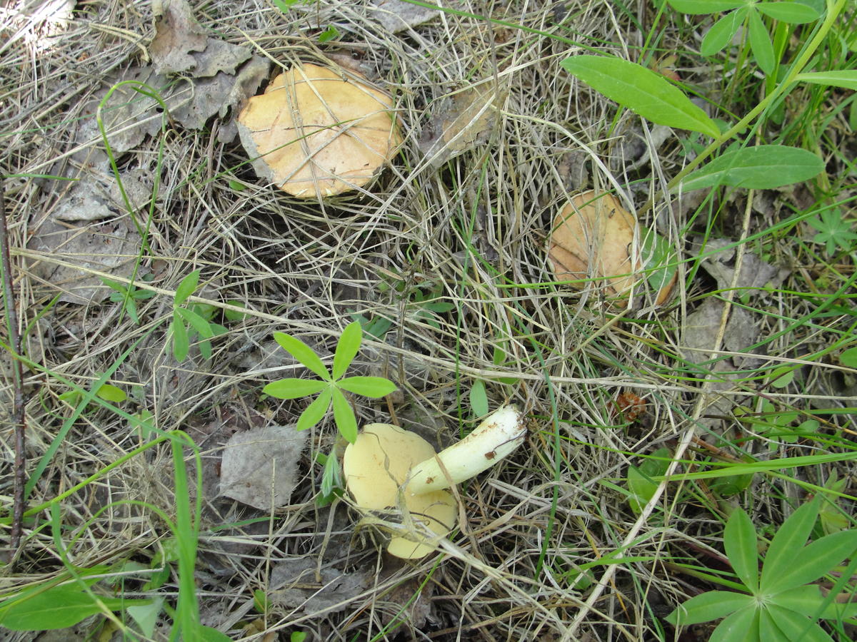 Съедобные грибы в Смоленской