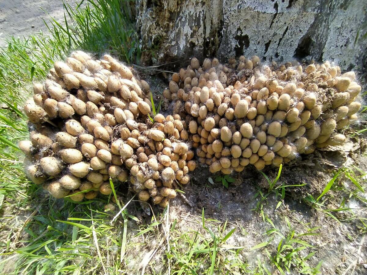 Ранние грибы майские