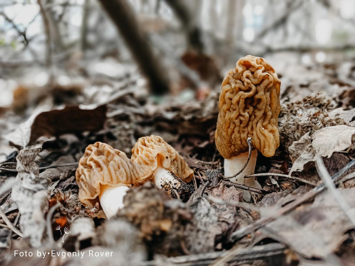 Весенние грибы в подмосковье фото и описание