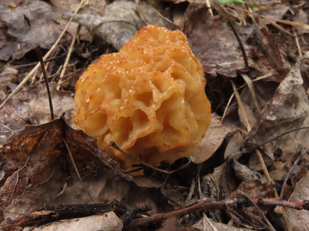 Весенние грибы Подмосковья сморчки