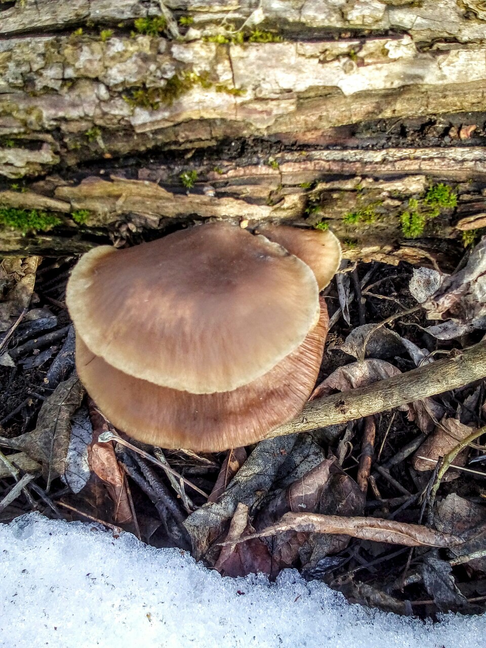 Ранние грибы Подмосковья съедобные
