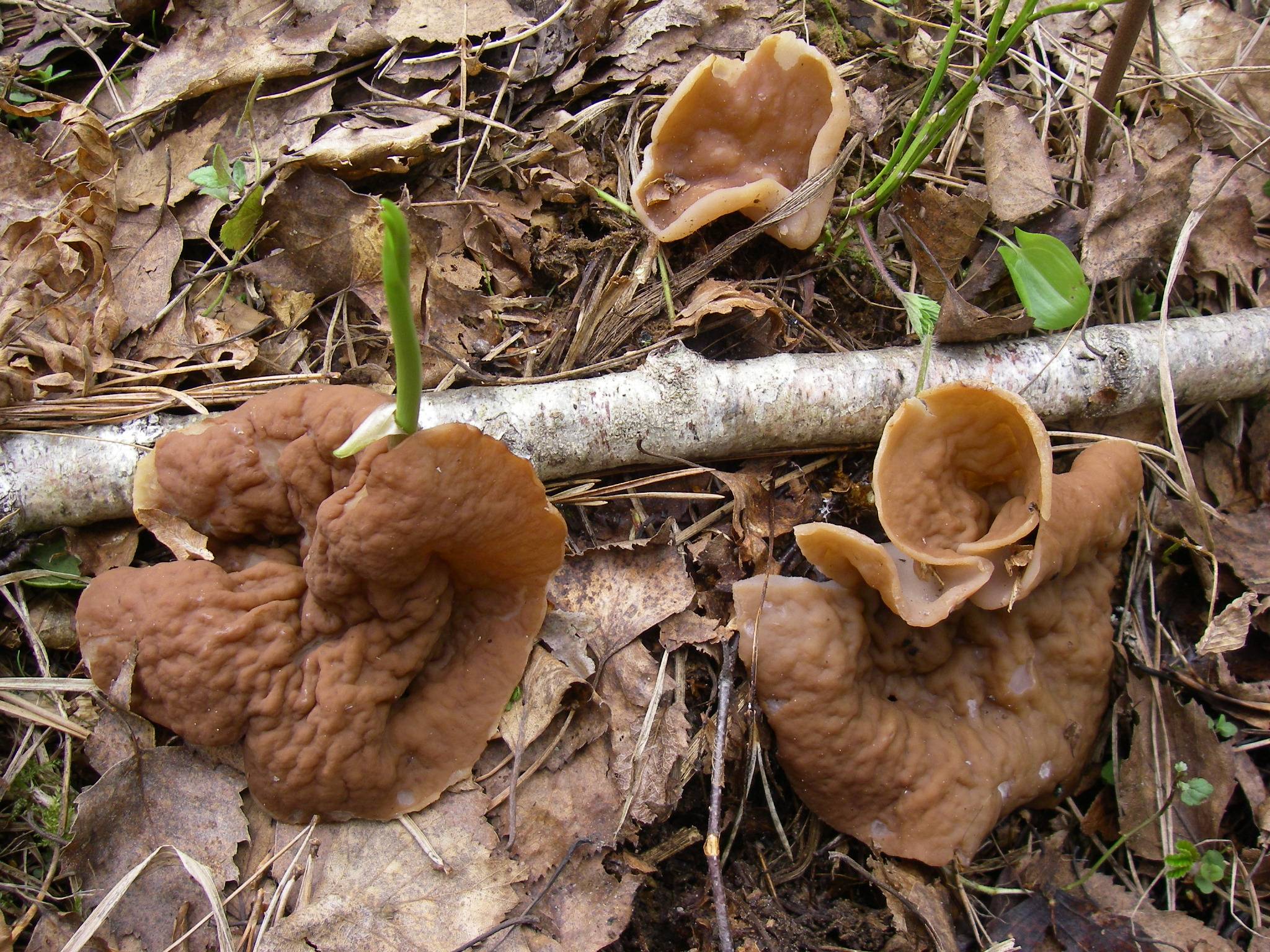 Первый гриб весной название. Весенние грибы в Подмосковье съедобные. Весенние грибы Подмосковья несъедобные. Ранние весенние грибы съедобные.