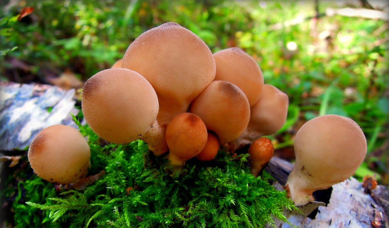 Дождевик род грибов съедобный