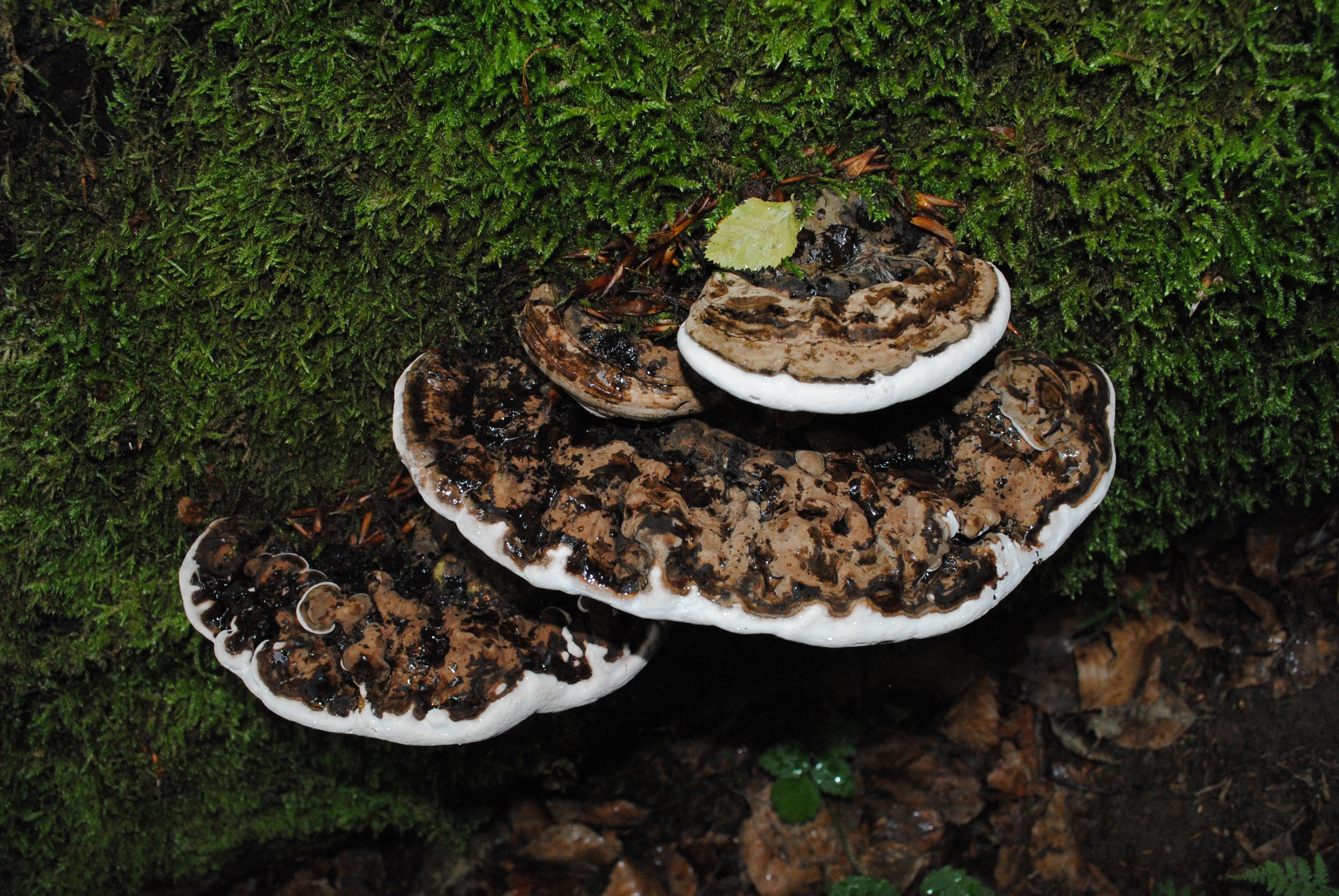Черные грибы на дереве