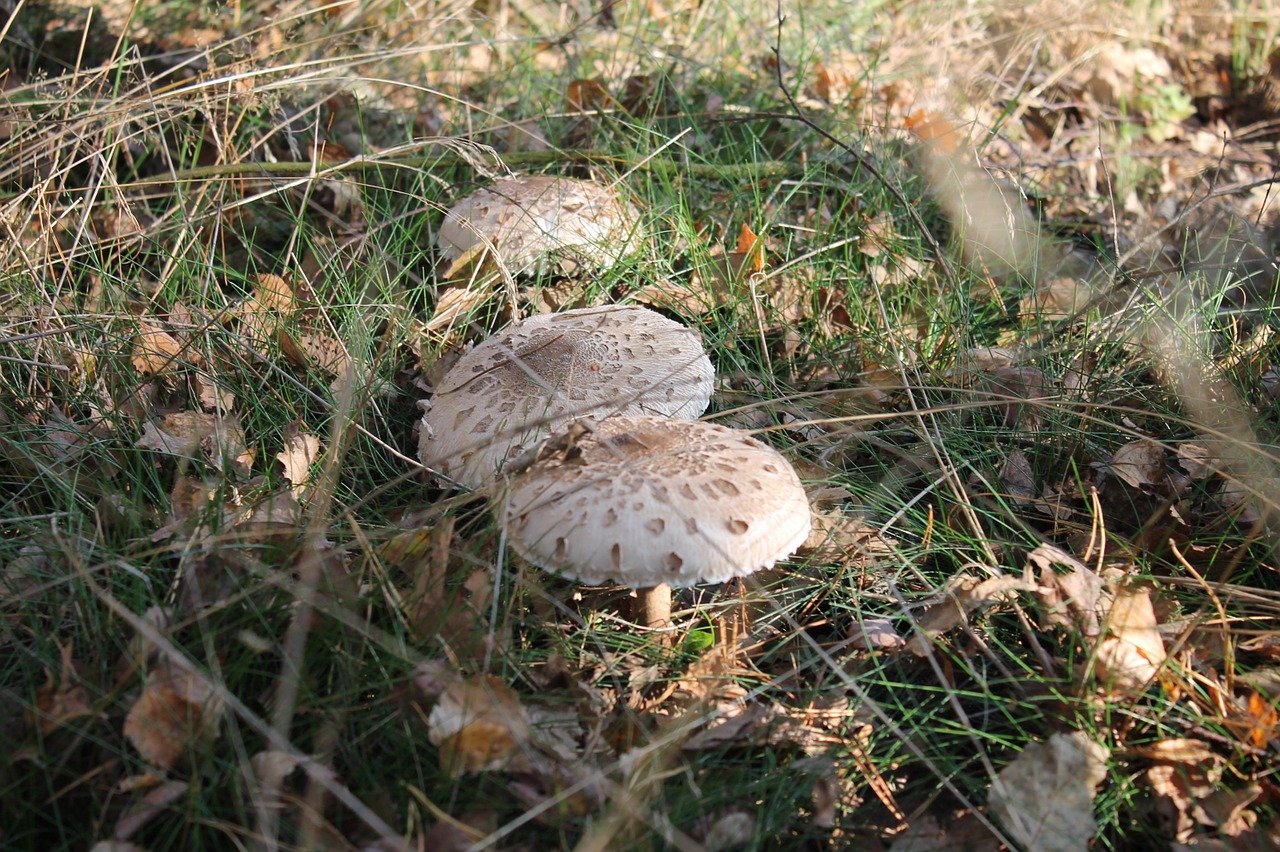 Съедобные грибы растут на Поляне