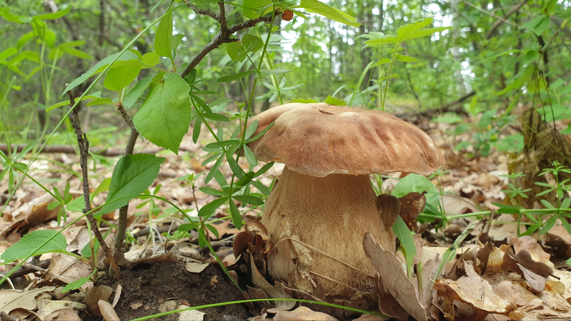 Ядовитые грибы Липецкой области