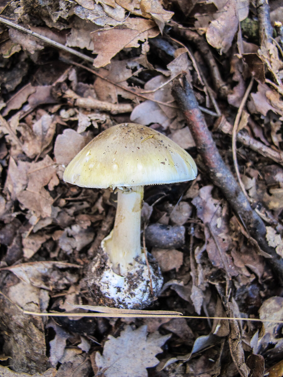 грибы похожие на бледную поганку фото