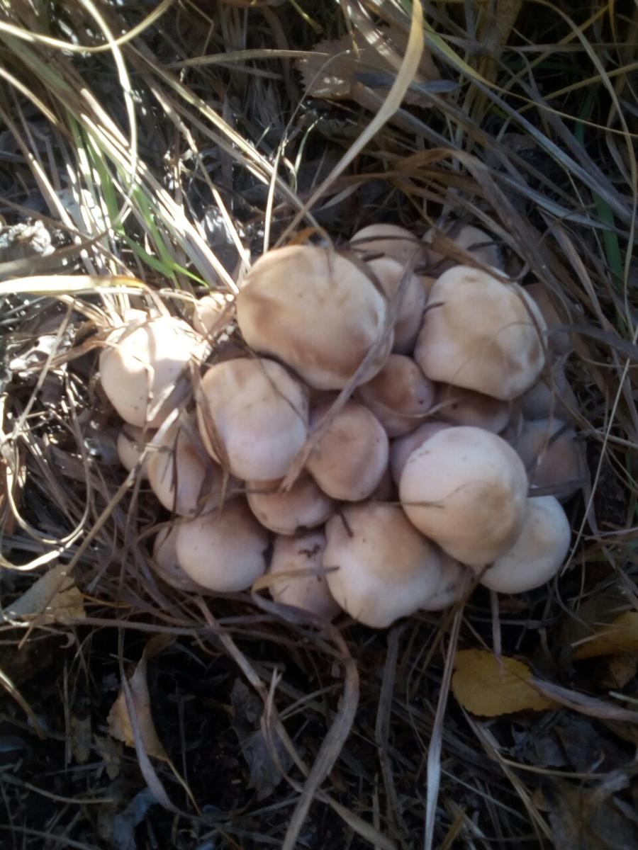 фото тополиных грибов