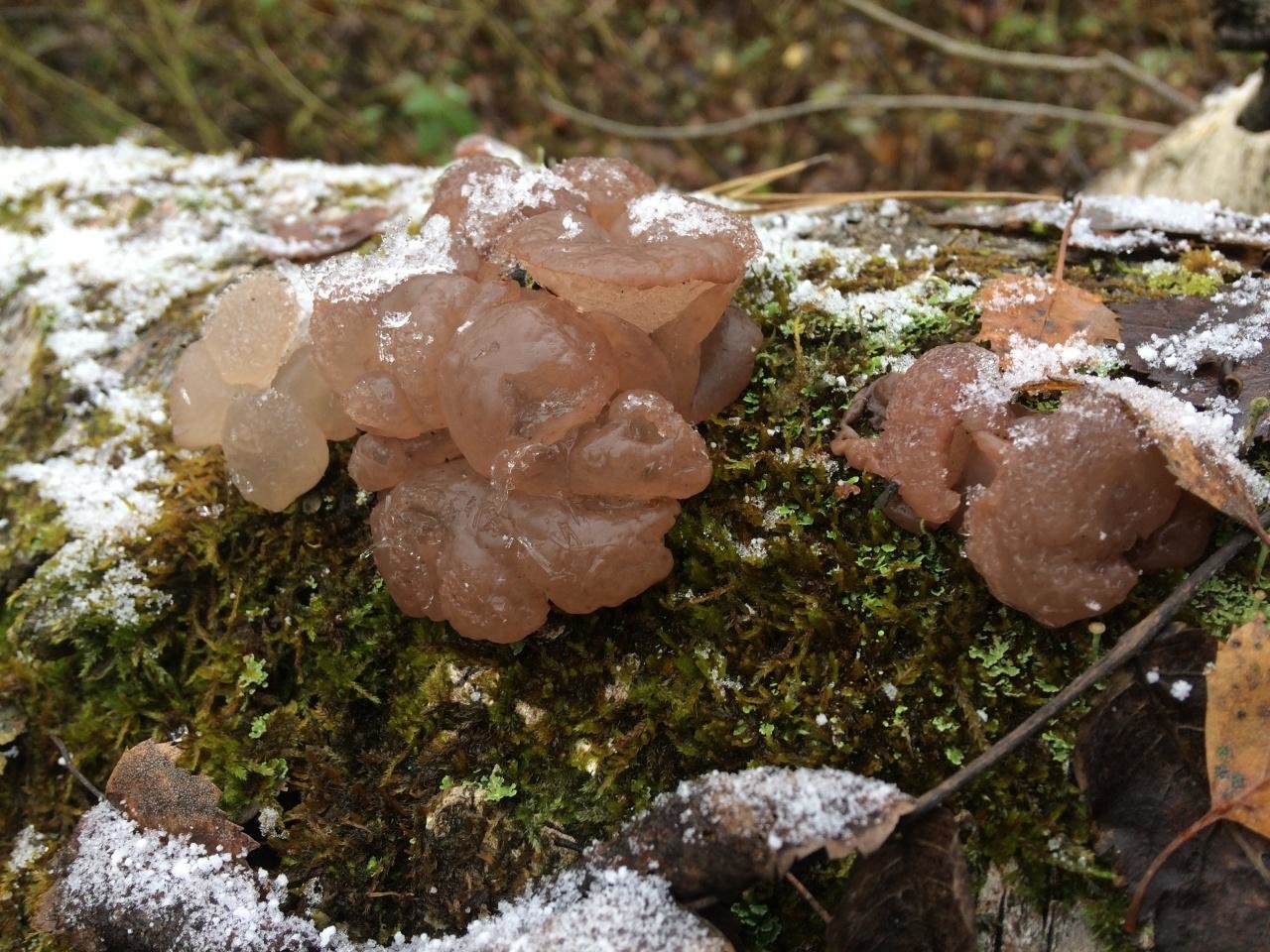 Желеобразные прозрачные грибы