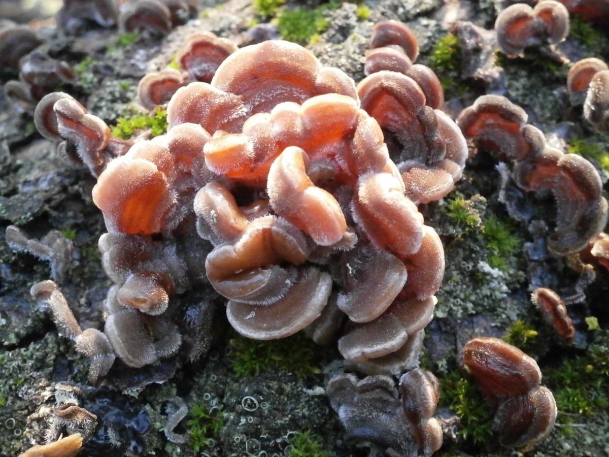 Фото грибницы грибов