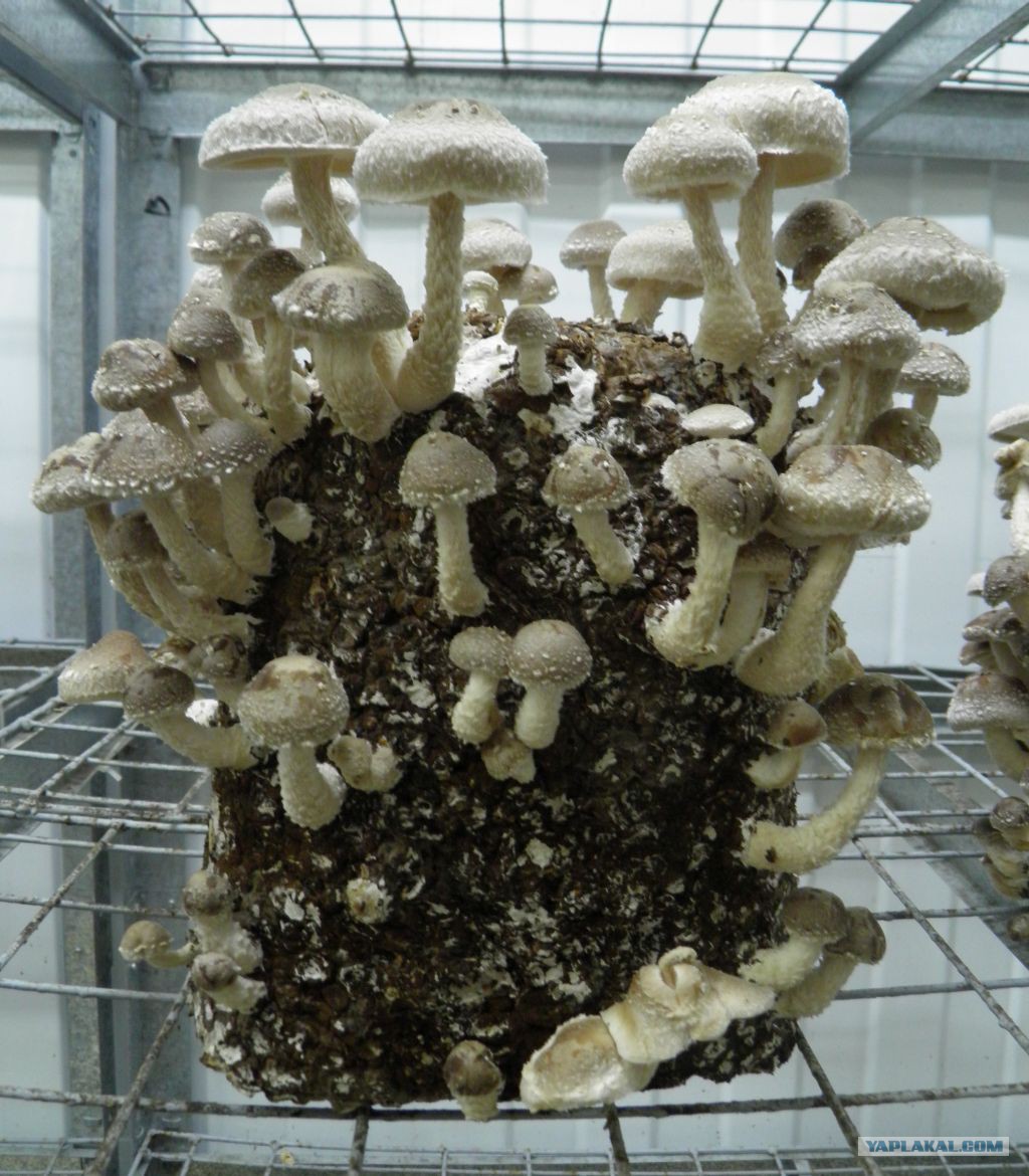 Как выглядит грибница под землей фото
