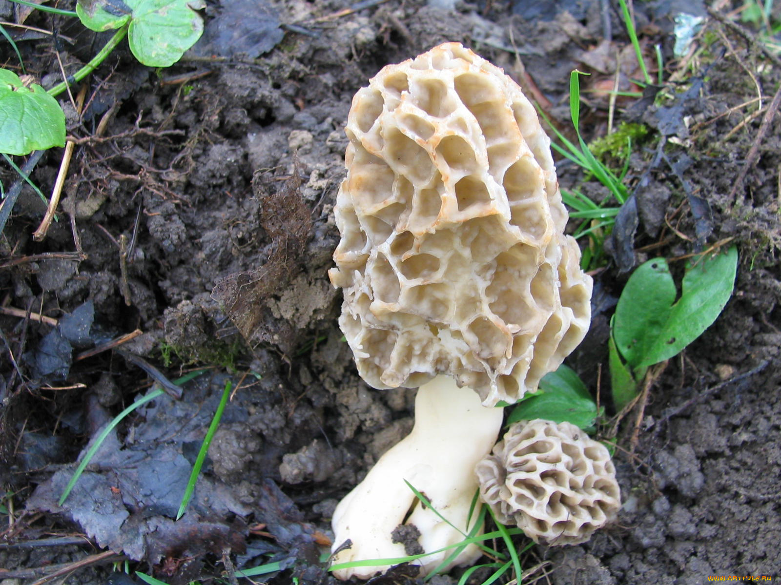 Таджикские грибы