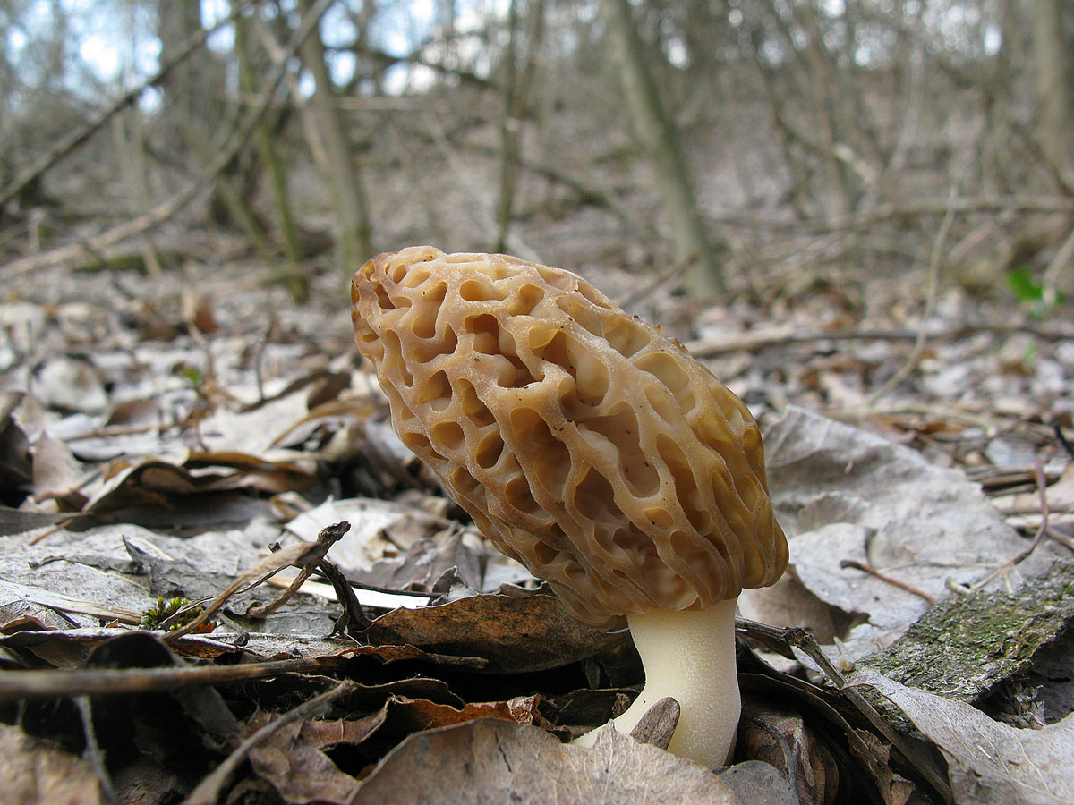 Сморчки грибы фото съедобные где растут и когда собирать подмосковье