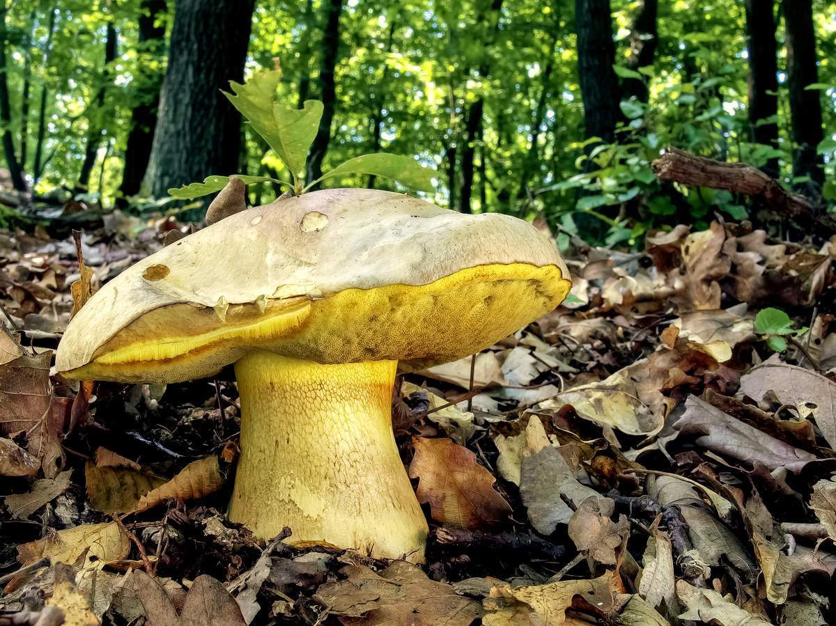 Боровик жёлтый полубелый гриб