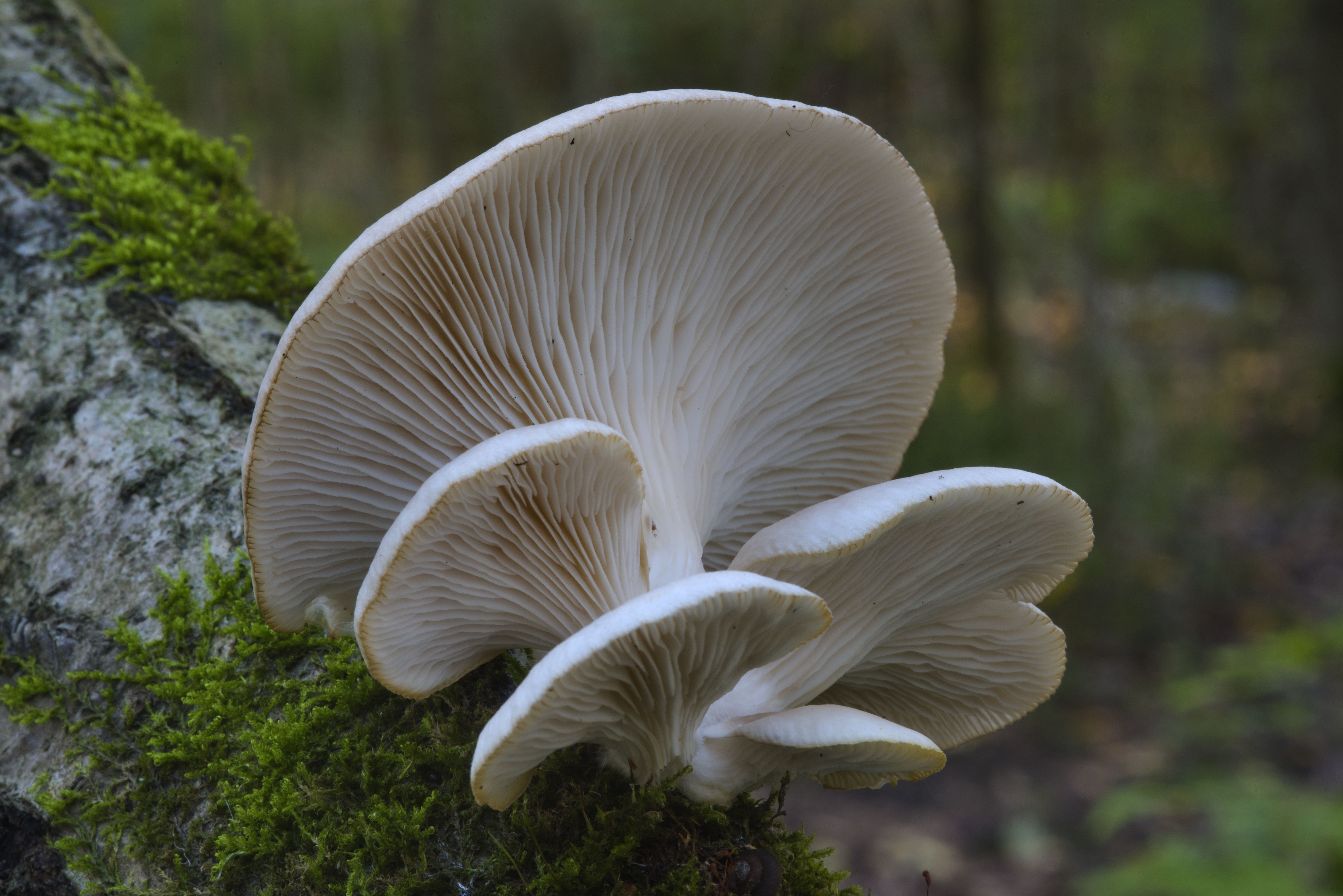 Oyster Mushrooms (Pleurotus pulmonarius