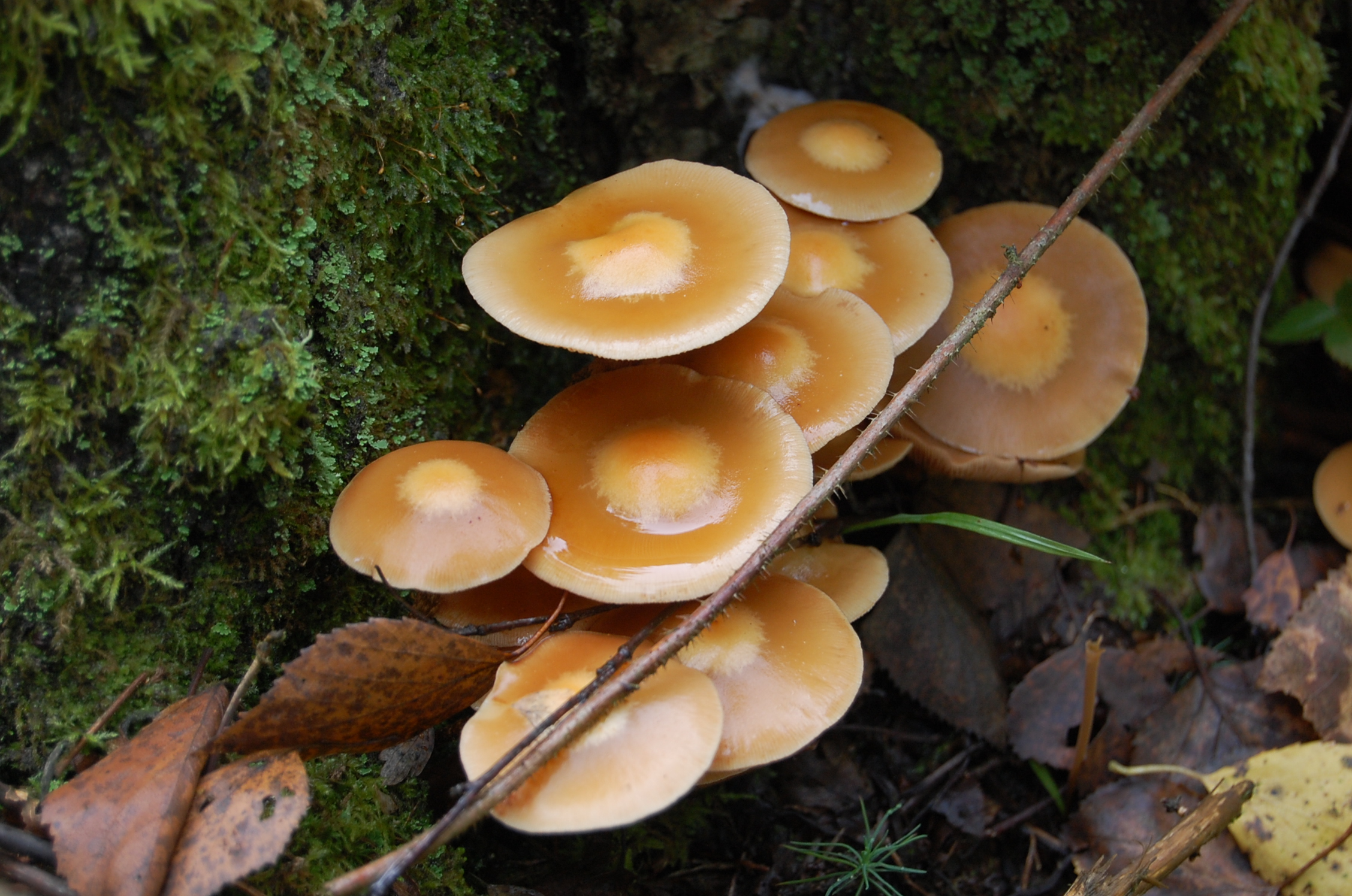 Фото грибы опята съедобные фото