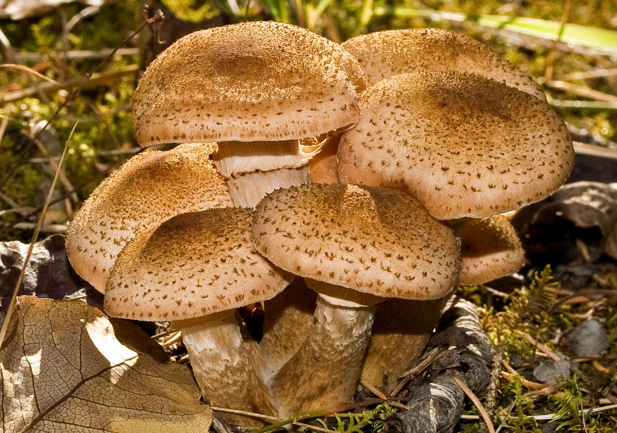 показать грибы опята съедобные фото