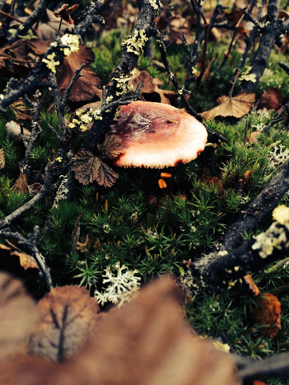 Съедобные грибы Ямало Ненецкого автономного округа