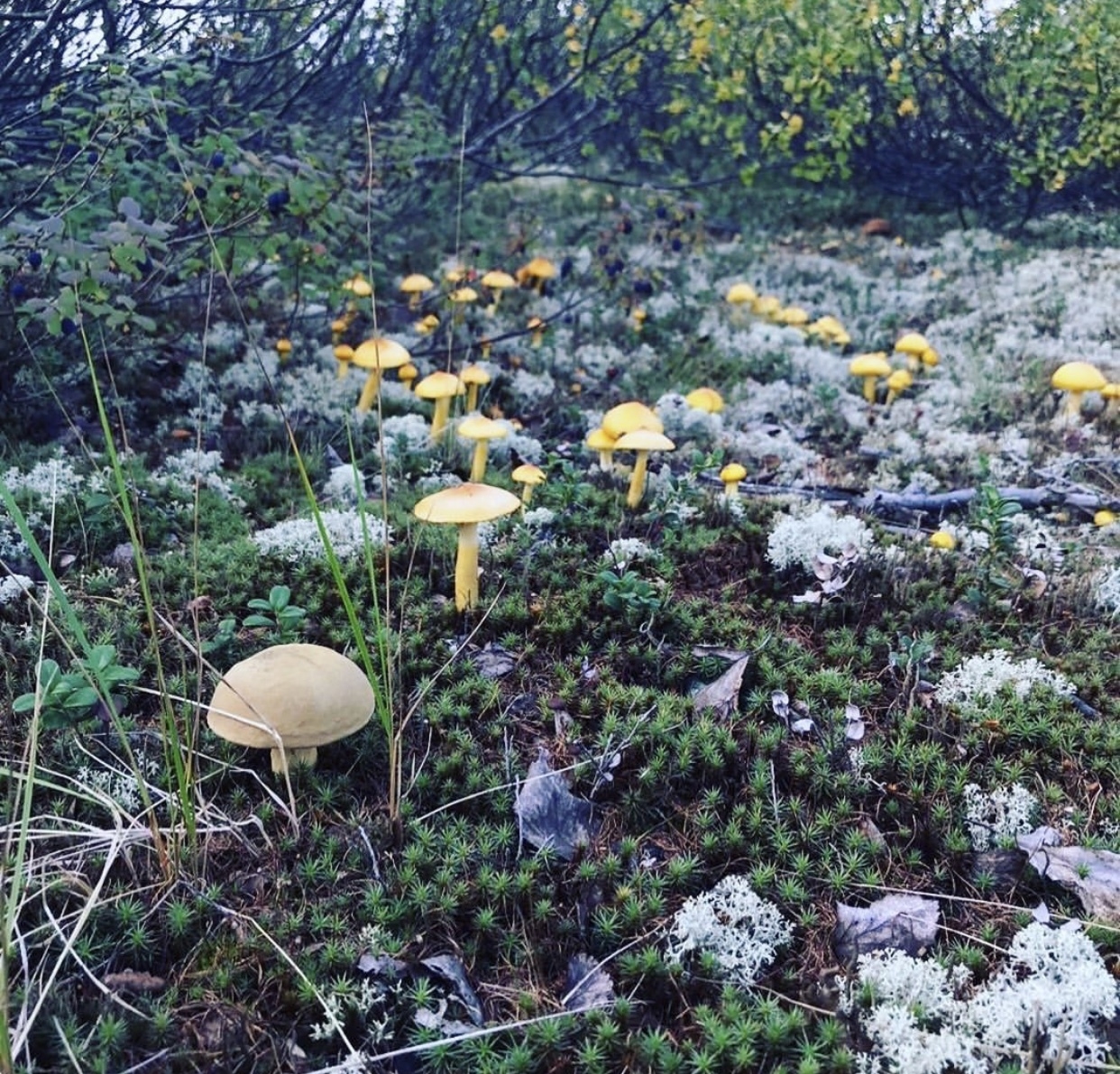Ягель тундра грибы