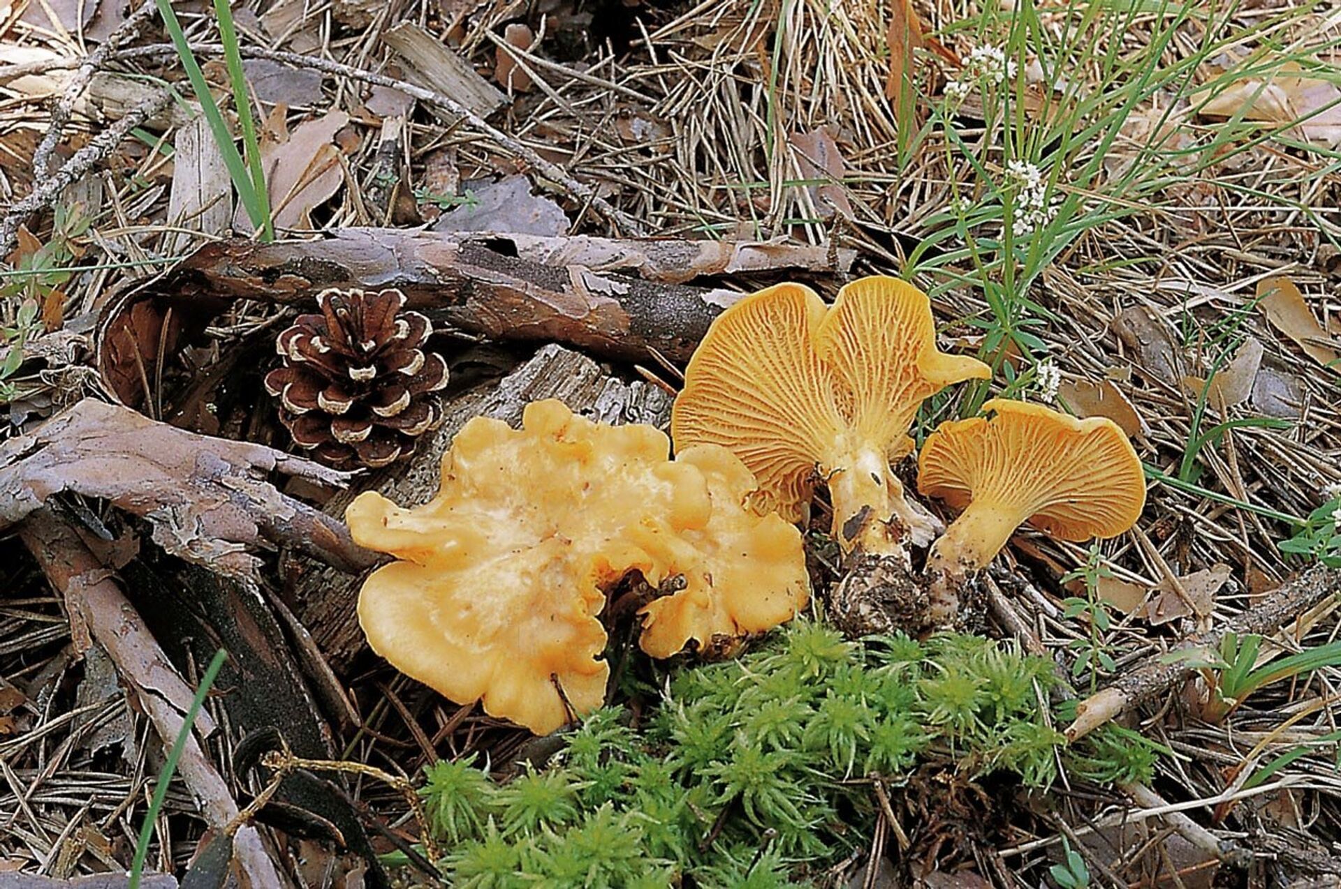 черные лисички грибы википедия фото