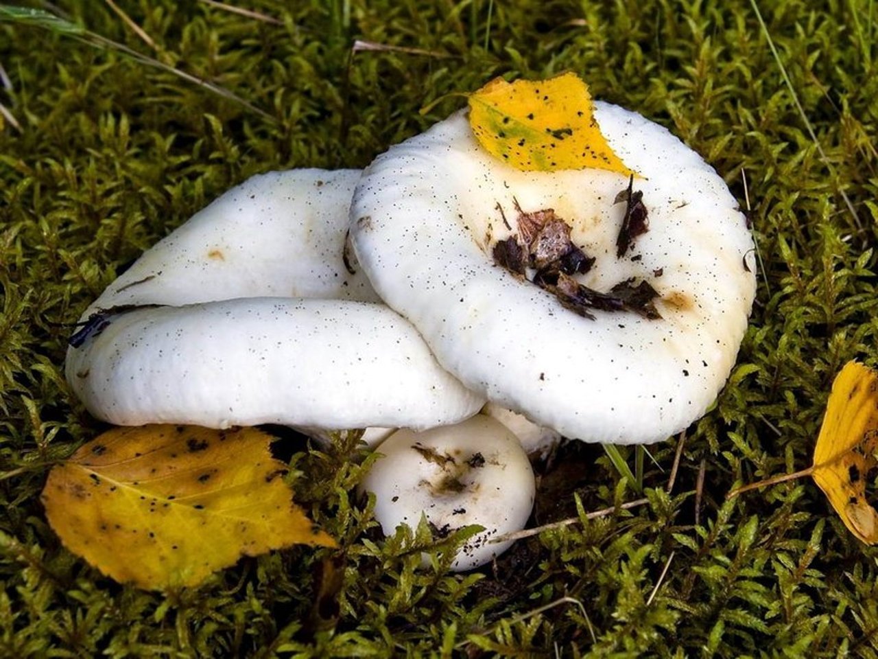 Груздь гриб белый фото и описание