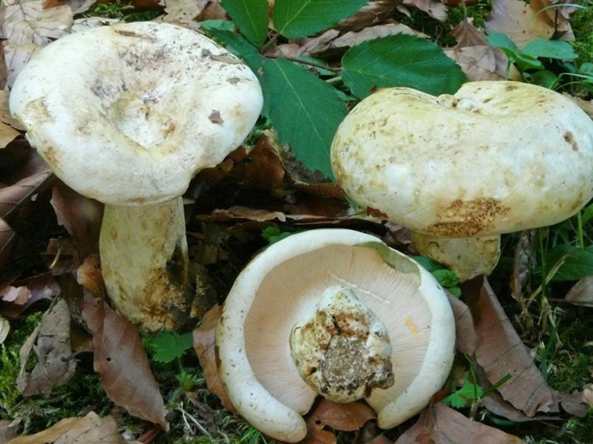 Груздь гриб белый фото и описание