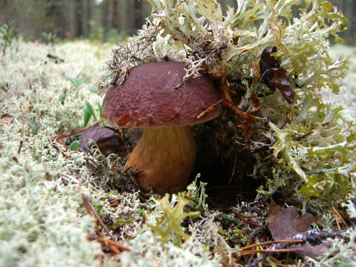 белый гриб на севере фото
