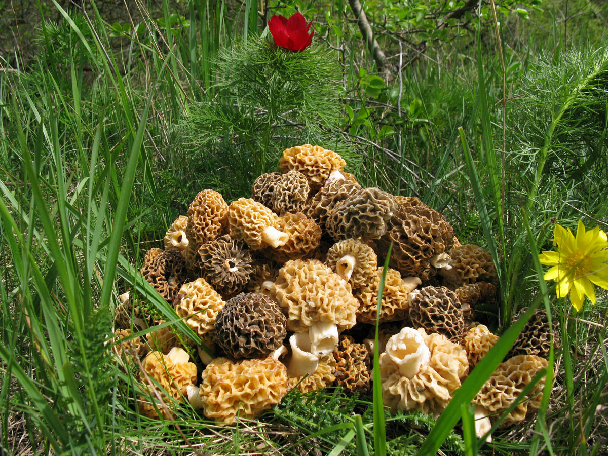 Сморчки грибы в корзине