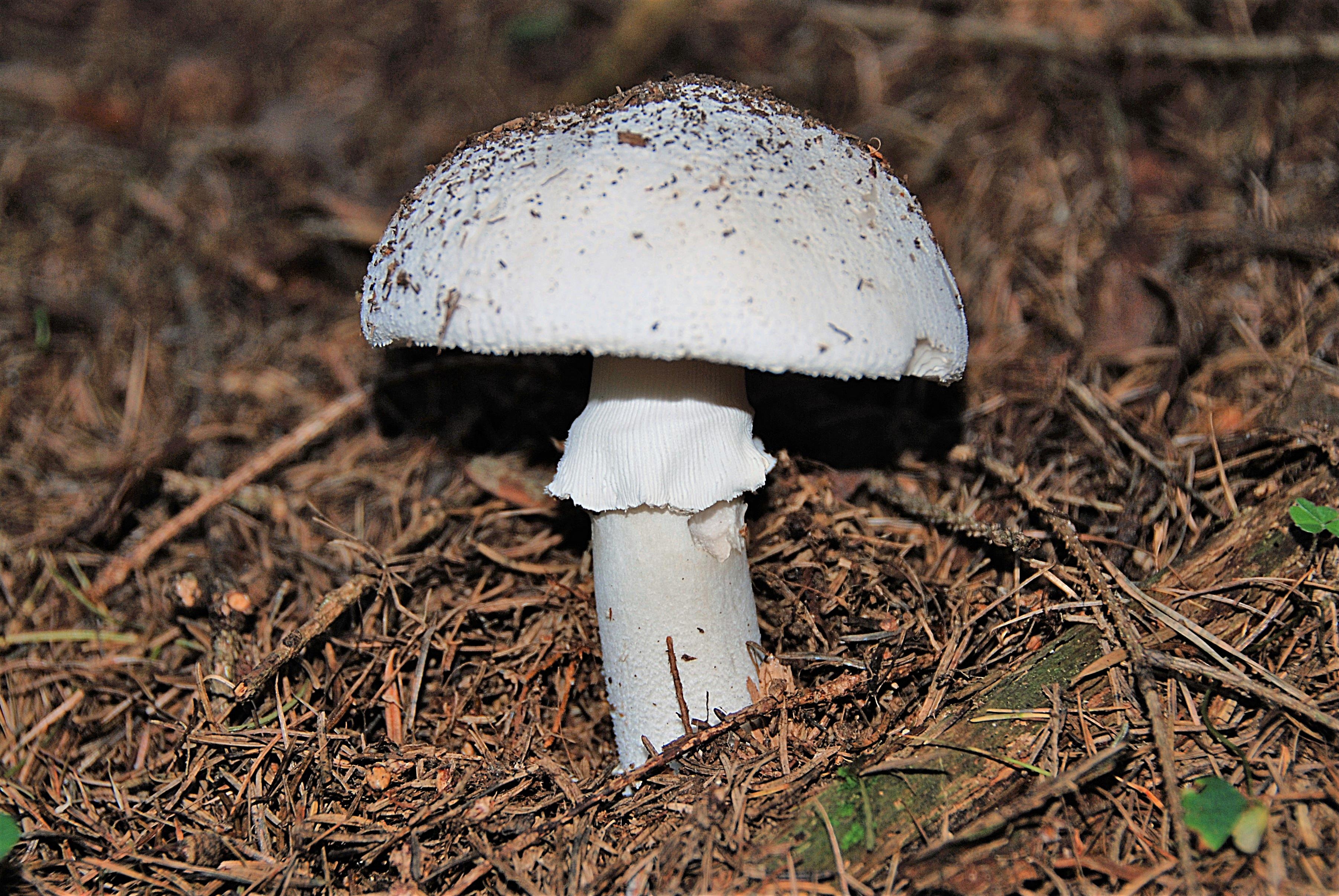Какие грибы похожи на поганки