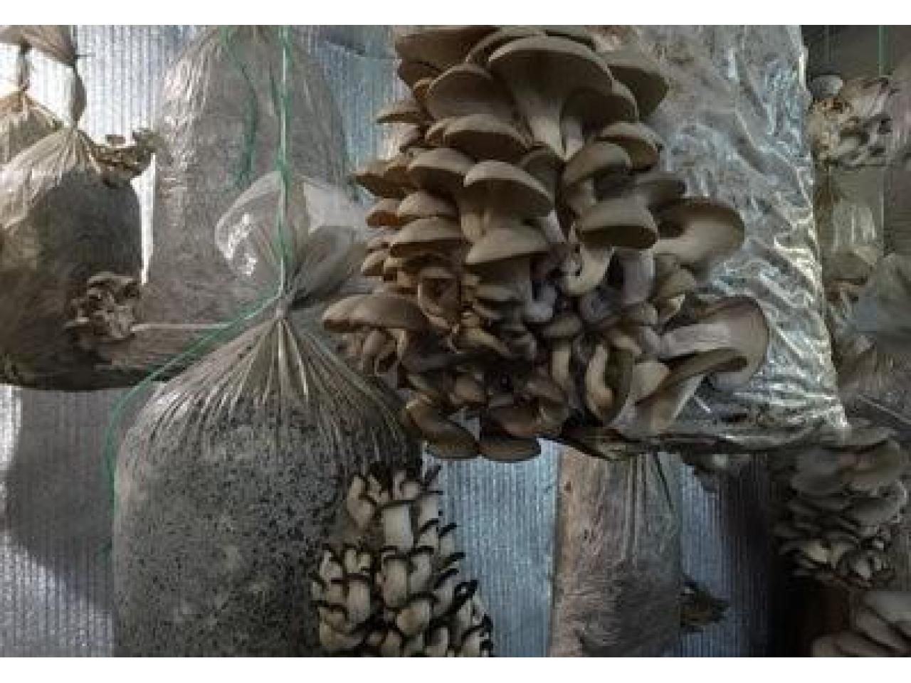 Мешки для выращивания грибов