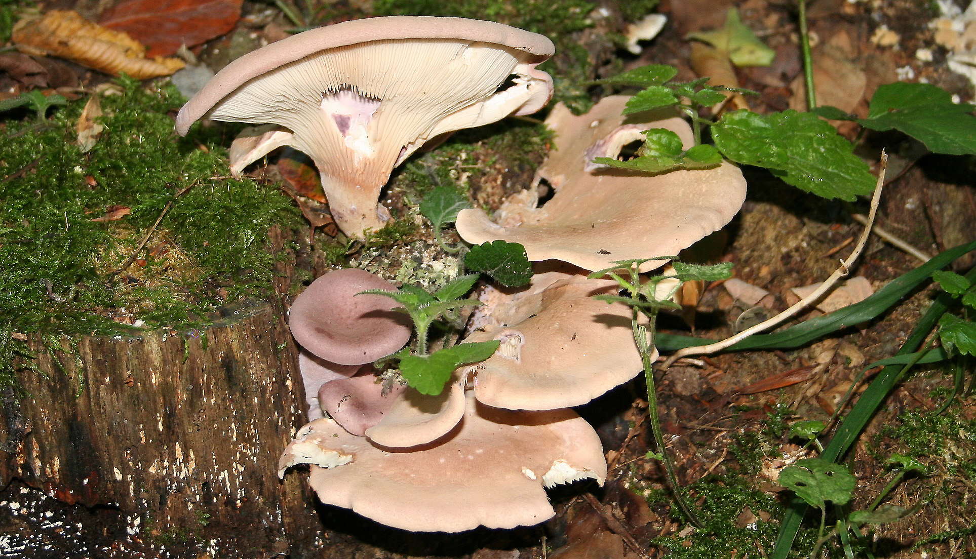Дереворазрушающие грибы фото и название