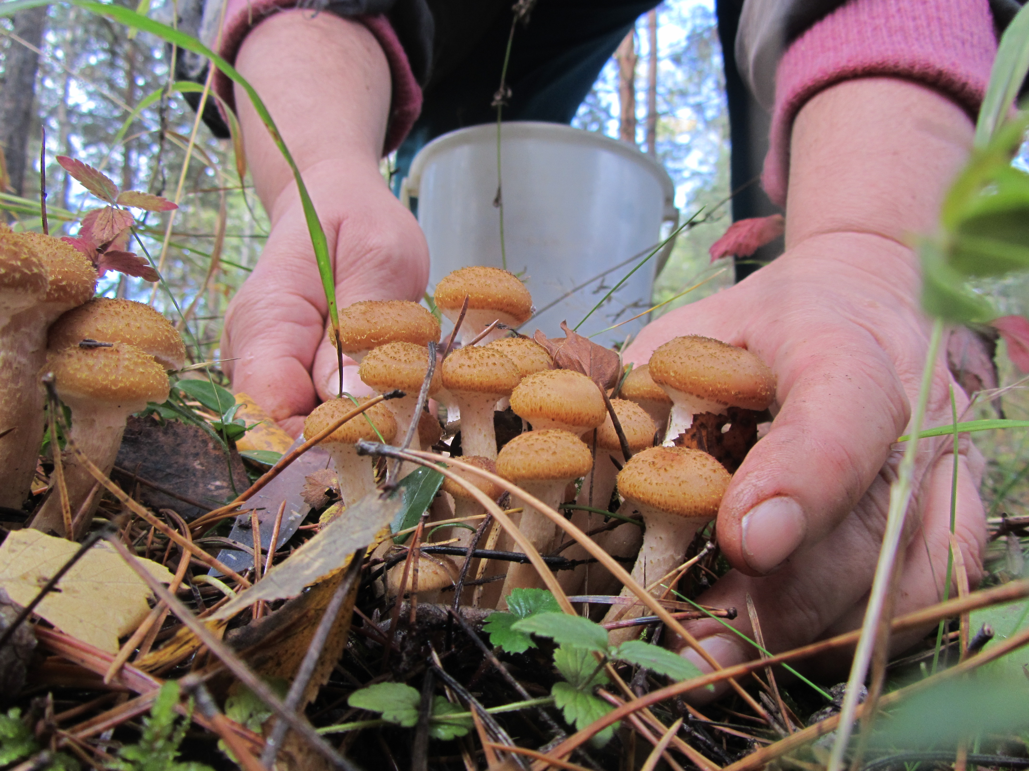 В каком месяце можно собирать. Сбор грибов. Собирание грибов в лесу. Грибы собранные в лесу. Собирательство грибов.