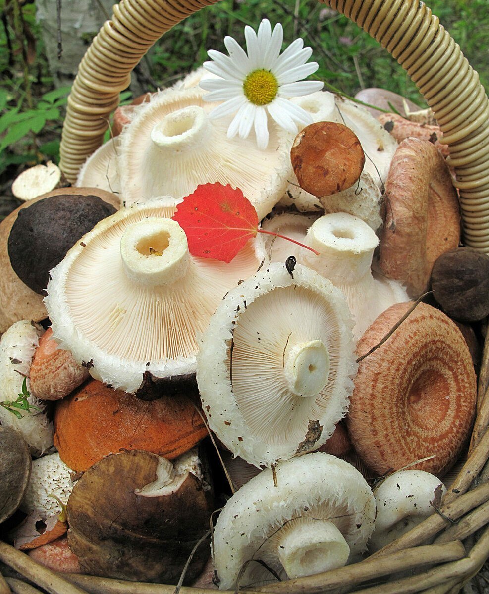 Съедобные грибы с фото